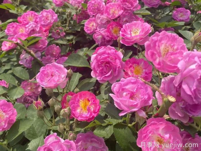 不可错过的北京蔷薇花墙，分享5个浪漫打卡地(图2)