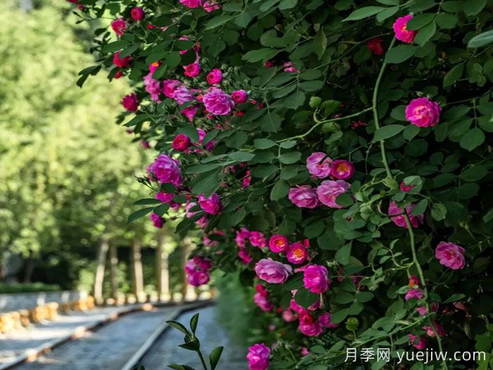 不可错过的北京蔷薇花墙，分享5个浪漫打卡地(图3)