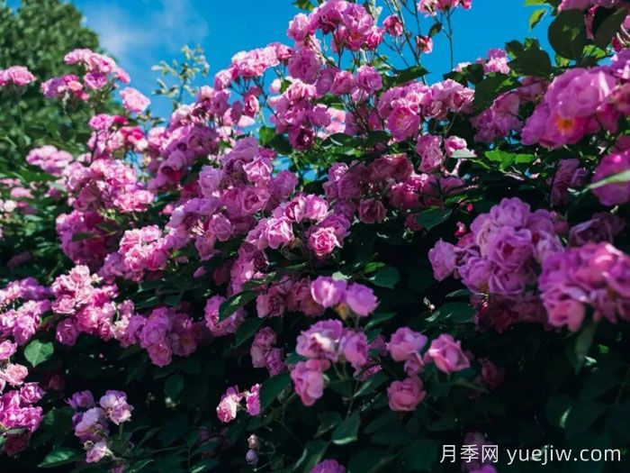 不可错过的北京蔷薇花墙，分享5个浪漫打卡地(图4)