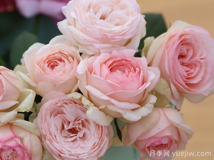 分享8款高颜值神仙月季，花开不断低养护(图5)