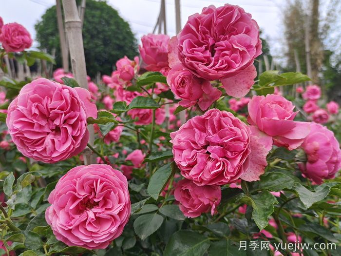 分享8款高颜值神仙月季，花开不断低养护(图6)