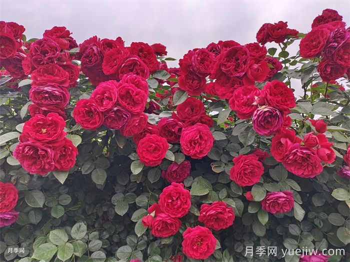 分享8款高颜值神仙月季，花开不断低养护(图7)