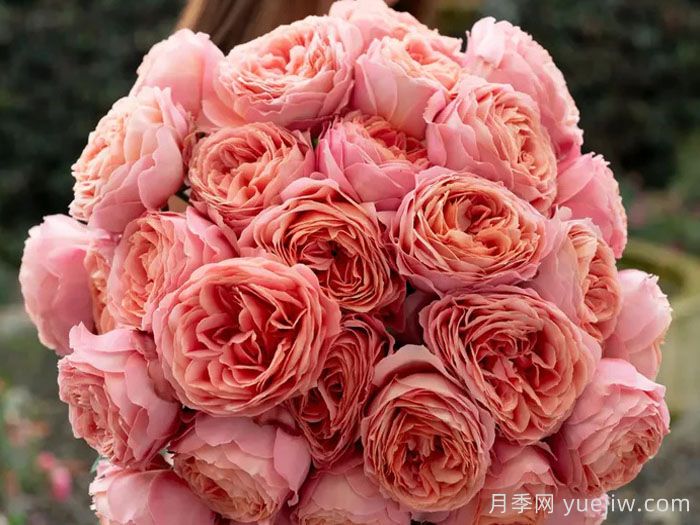 分享8款高颜值神仙月季，花开不断低养护(图3)