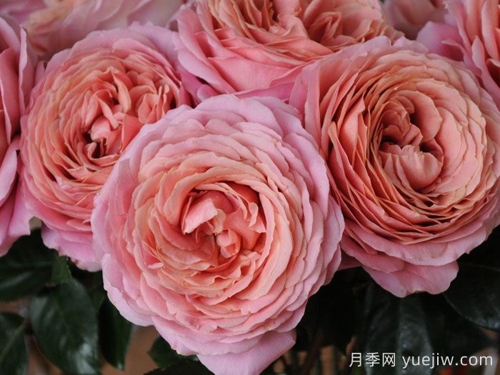 浪漫古董月季/浪漫安提克(图1)