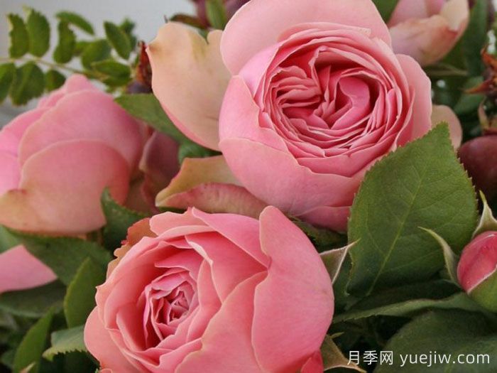 衬裙神行者月季(图1)