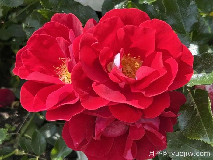 卡拉乔月季/卡拉奇月季(图2)