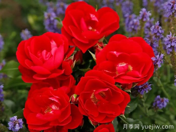 卡拉乔月季/卡拉奇月季(图3)