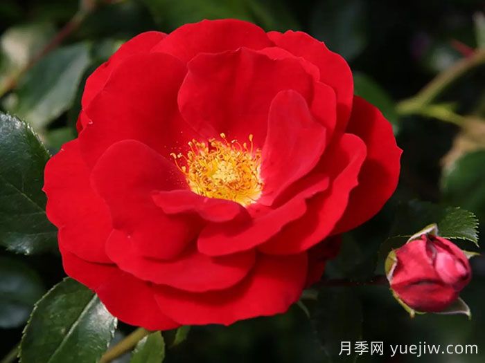 卡拉乔月季/卡拉奇月季(图1)