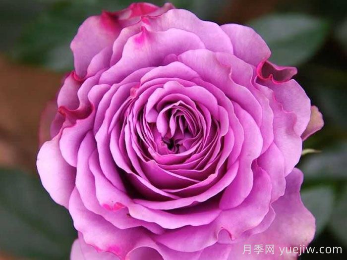 蓝色飓风月季/蓝色飓风神行者(图1)