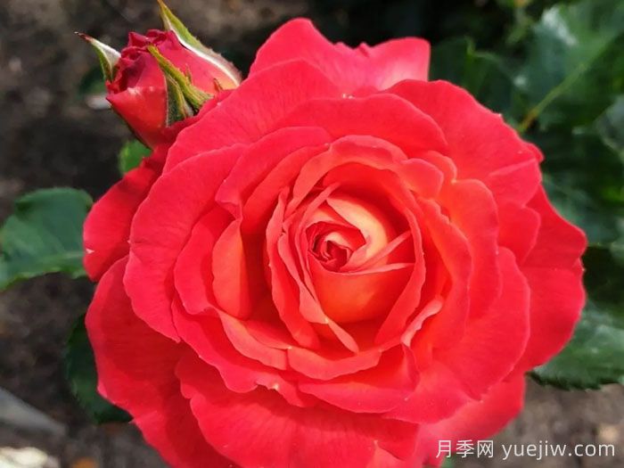 火神岛月季/火山边缘之恋/火山月季(图1)