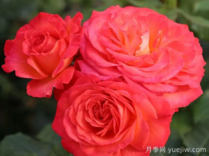 火神岛月季/火山边缘之恋/火山月季(图2)