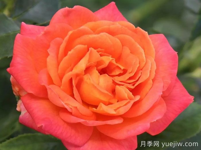 火神岛月季/火山边缘之恋/火山月季(图3)