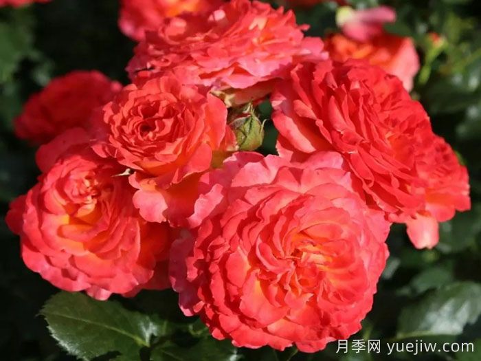 火神岛月季/火山边缘之恋/火山月季(图4)