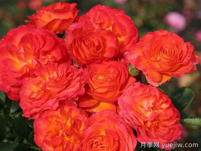 火神岛月季/火山边缘之恋/火山月季(图5)