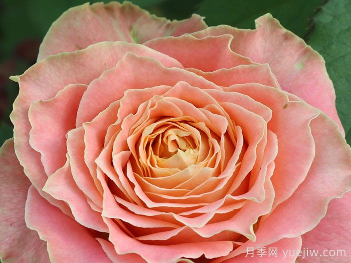 乡村路易斯月季(图3)