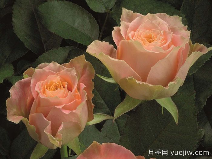 乡村路易斯月季(图4)