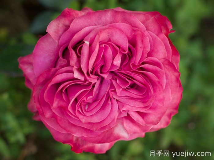 乡村蓝调月季/蓝色乡村精神(图1)