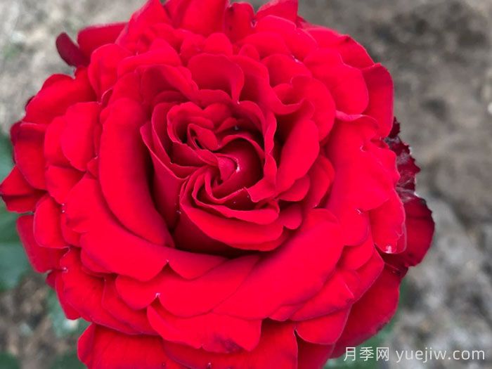 乡村绒光月季/乡村荣光(图1)