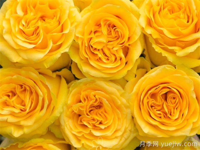 乡村阳光月季(图1)