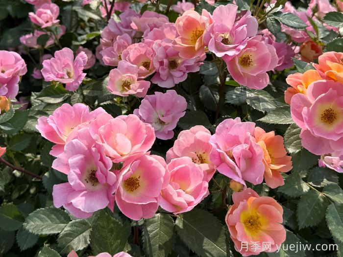 西子烟雨月季在高架道路上的应用(图1)