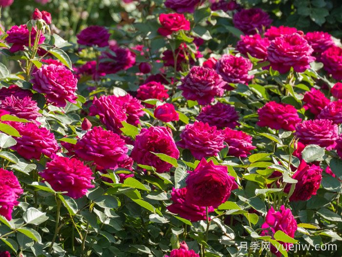 紫茸月季(图3)