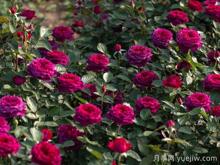 紫茸月季(图4)