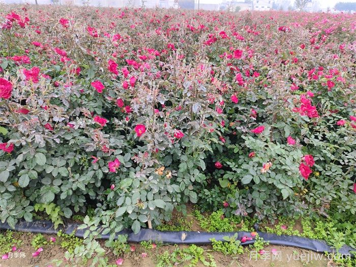 湖南地栽月季花冬天怎么修剪过冬？(图1)