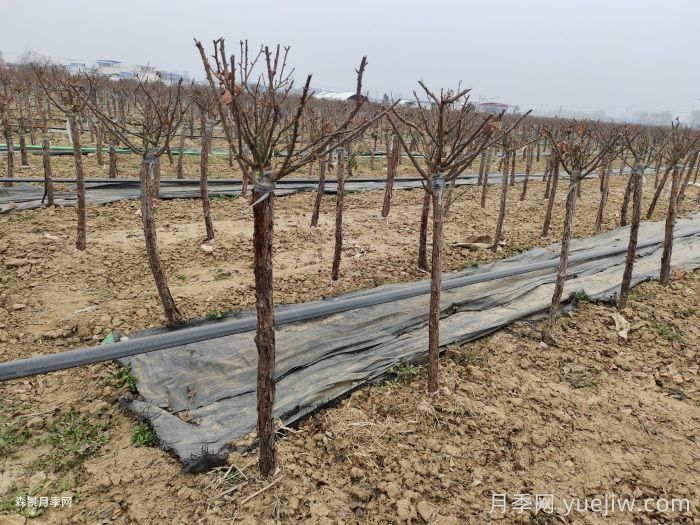 湖南地栽月季花冬天怎么修剪过冬？(图3)