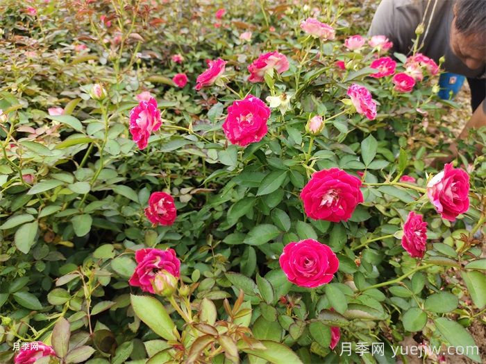 盆栽月季的养护方法，简单易学(图2)