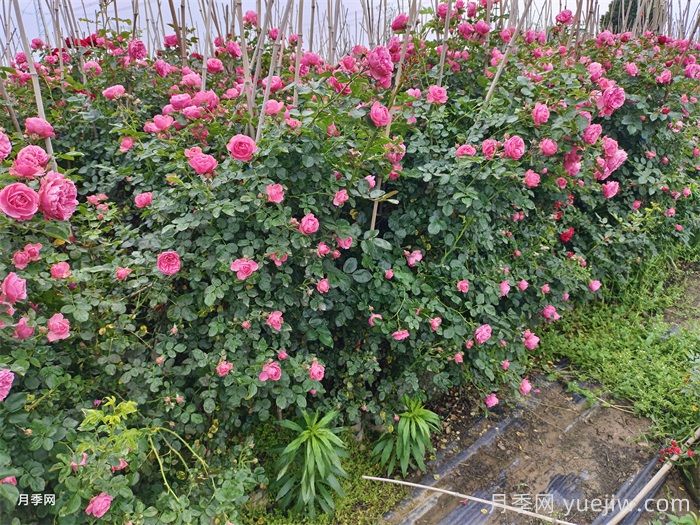 藤本月季和蔷薇哪个好养？(图1)
