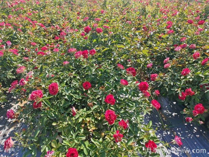 盆栽月季和地栽月季相比，哪种种植方式更耐旱？(图3)