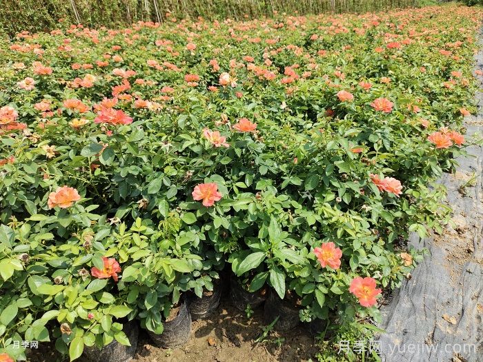 盆栽月季和地栽月季相比，哪种种植方式更耐旱？(图2)