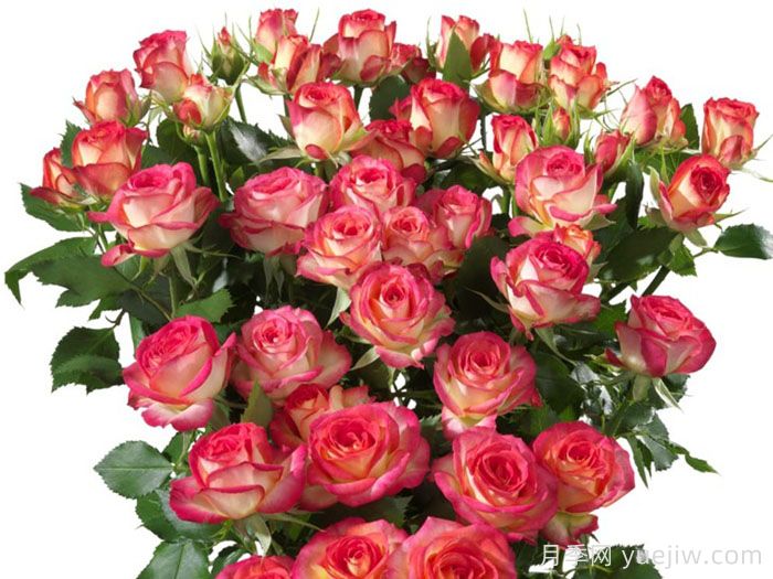 夏日舞蹈月季/多头爱丽丝玫瑰(图4)