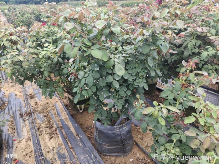 月季新手手册：江南一带冬季养月季问题一览(图1)