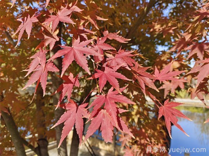 鸡爪槭和红枫的区别，叶片、枝干、花果期(图1)