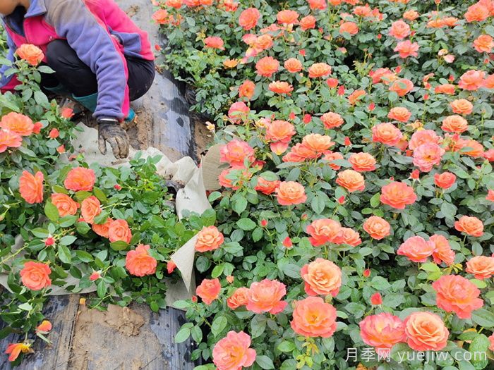 最全的绿化苗木选择技术和种植养护技术(图3) 最全的绿化苗木选择技术和种植养护技术(图3)