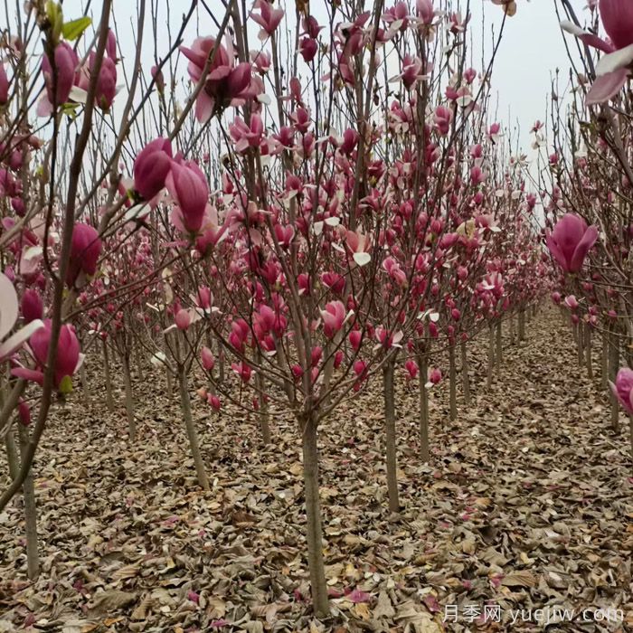 辛夷始花望春来 玉兰之乡看南阳(图1)