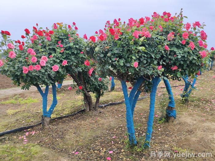 树状月季移栽怎样不垮土？(图2)