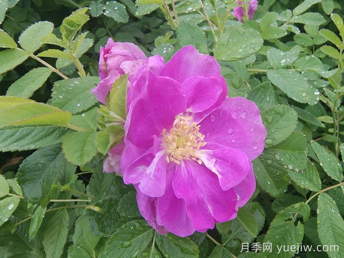 玫瑰花和月季花的区别(图2)