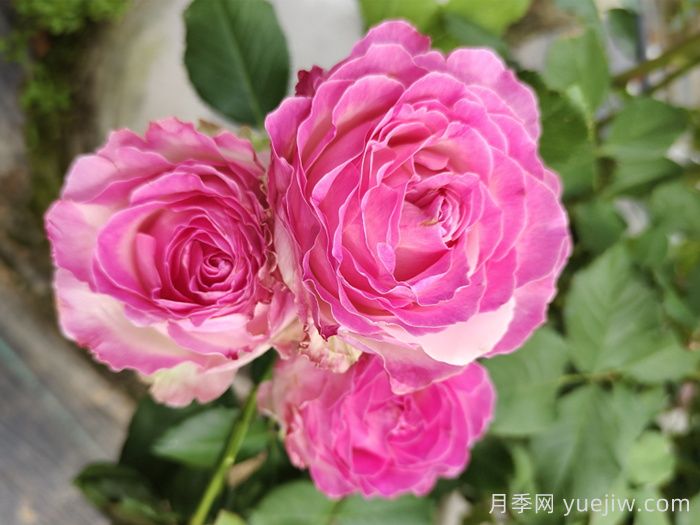 玫瑰品种知多少，65种热门玫瑰品种介绍(图4)