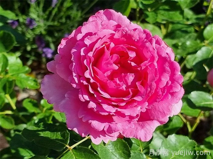 玫瑰品种知多少，65种热门玫瑰品种介绍(图6)