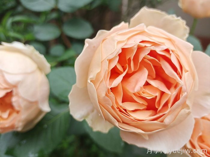 玫瑰品种知多少，65种热门玫瑰品种介绍(图7)