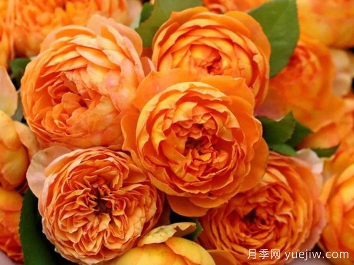 玫瑰品种知多少，65种热门玫瑰品种介绍(图8)