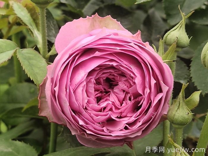 玫瑰品种知多少，65种热门玫瑰品种介绍(图9)