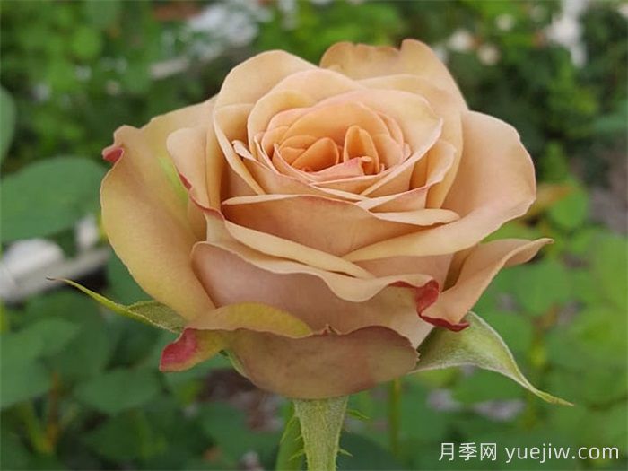 玫瑰品种知多少，65种热门玫瑰品种介绍(图12)