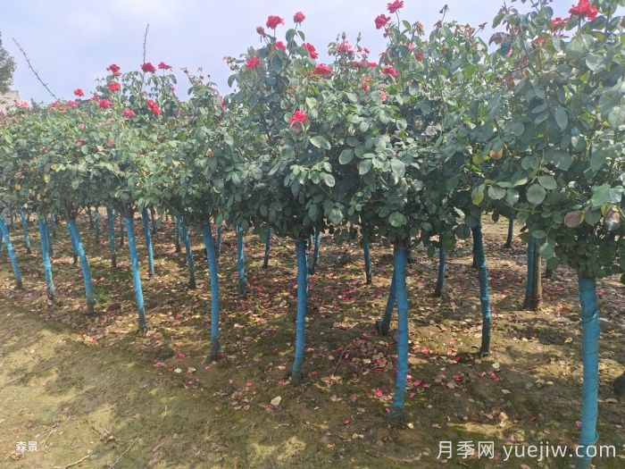 月季最新批发价格表，2025年10月月季网行情报价(图4)