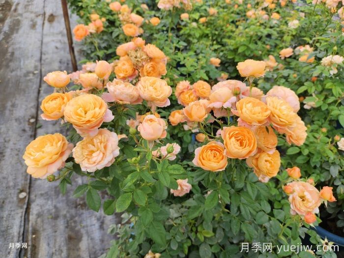 传统月季和现代月季的区别(图2)