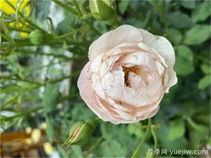 月季病虫害10大排行榜，哪种病害更难缠？(图4)