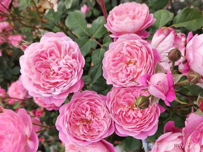 月季多开花有四招(图1)