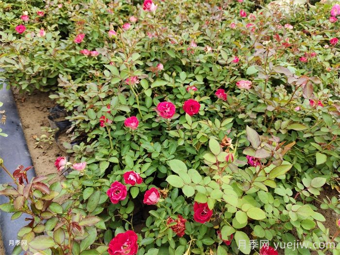 如何判断月季需要施肥？(图1)